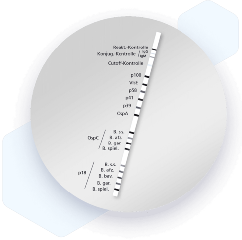 RecomLine Borrelia IgG (Bulk)
