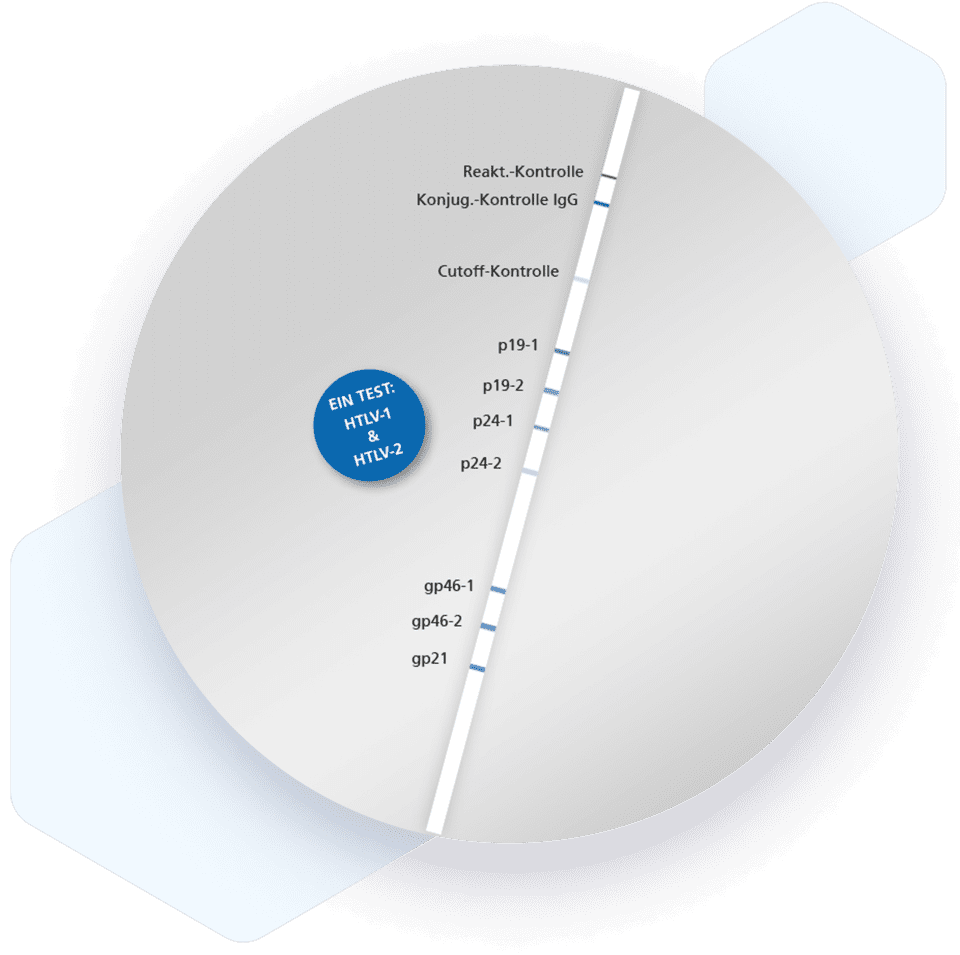 RecomLine HTLV-1 HTLV-2 IgG