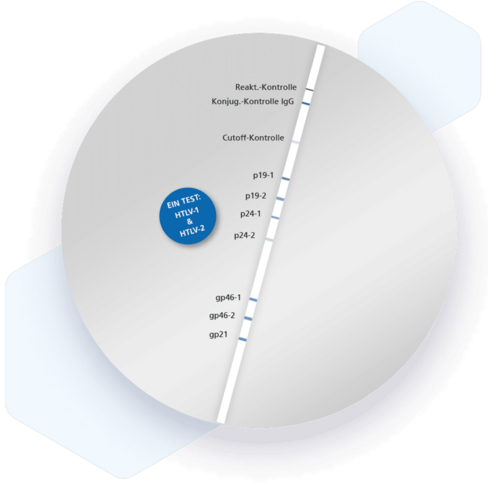 RecomLine HTLV-1 HTLV-2 IgG