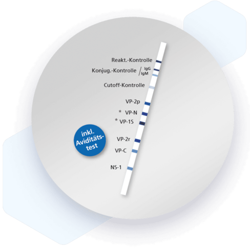 RecomLine Parvovirus B19 IgG [Avidity]