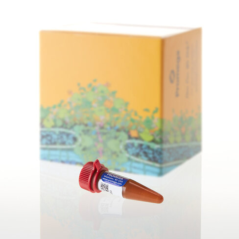 WEN Internal Lane Standard 500 Y23,200 µl