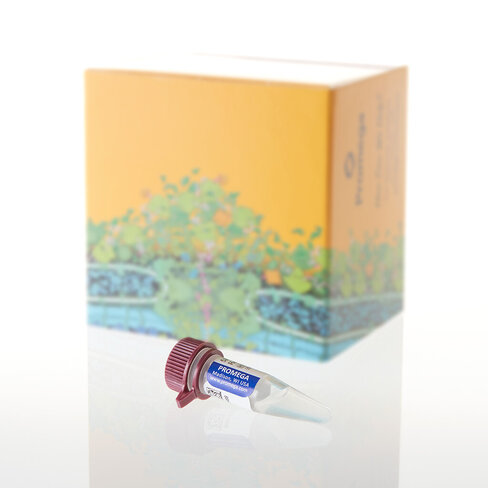 5X AmpSolution Reagent, 500 µl