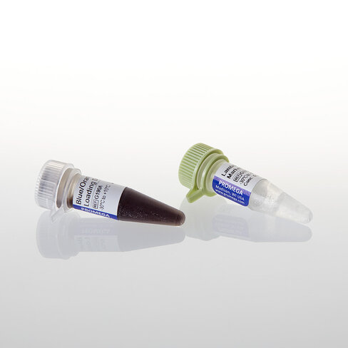 Lambda DNA / EcoR I Markers, 100 µg