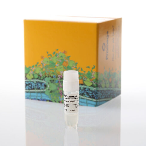 Membrane VEGF Target Cells