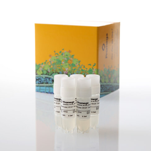 Membrane VEGF Target Cells 5X