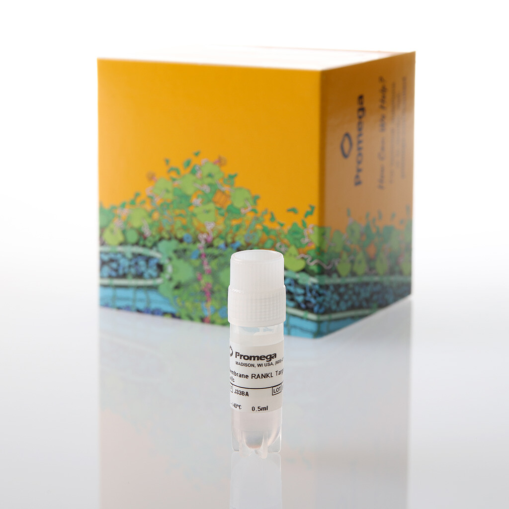 Membrane RANKL Target Cells