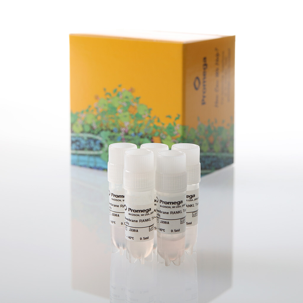 Membrane RANKL Target Cells 5X