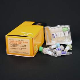 E. coli S30 Extract System for Circular