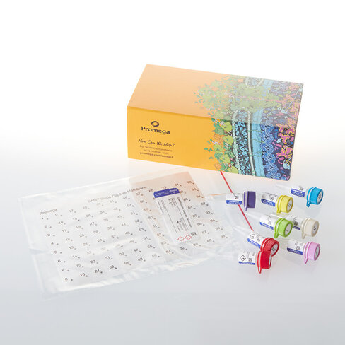 SignaTECT CaMKII Protein Kinase Assay