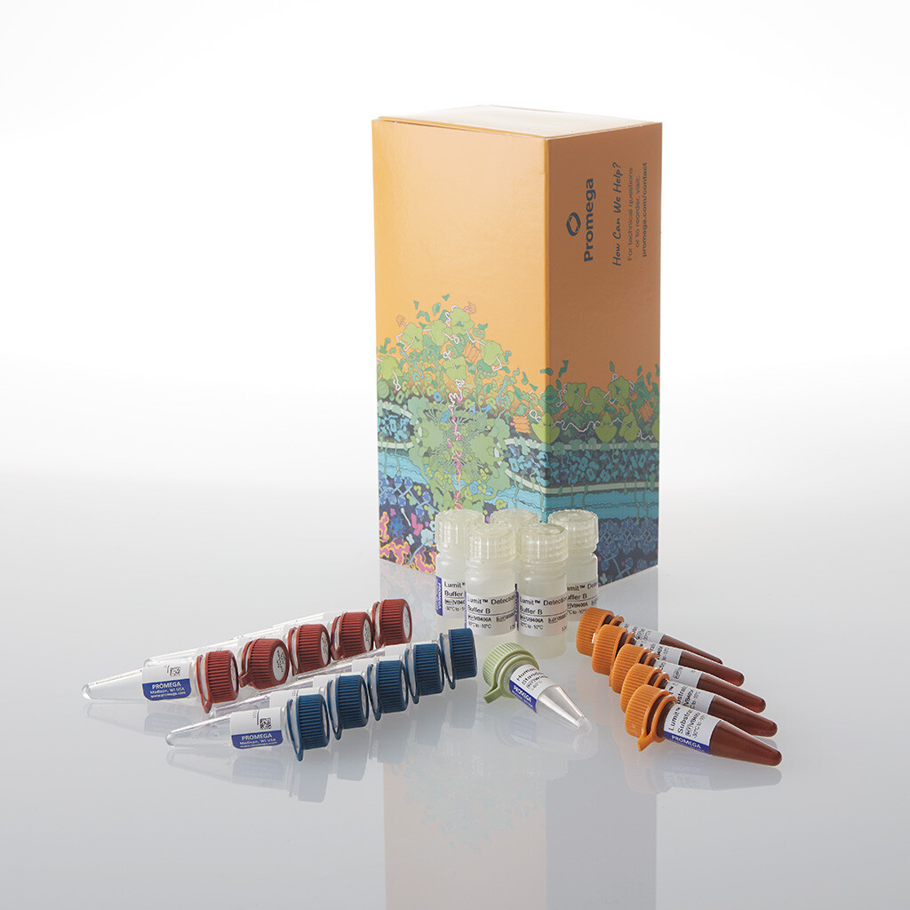 Lumit IFN-beta (Human) Immunoassay