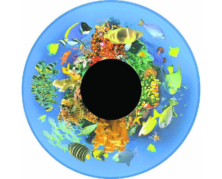 Disque - pour projecteur - thématique poissons tropicaux - fixation magnétique - dimension disque : 6''