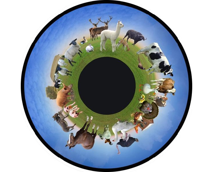 Disque - pour projecteur - thématique animaux de ferme - fixation magnétique - dimension disque : 6''
