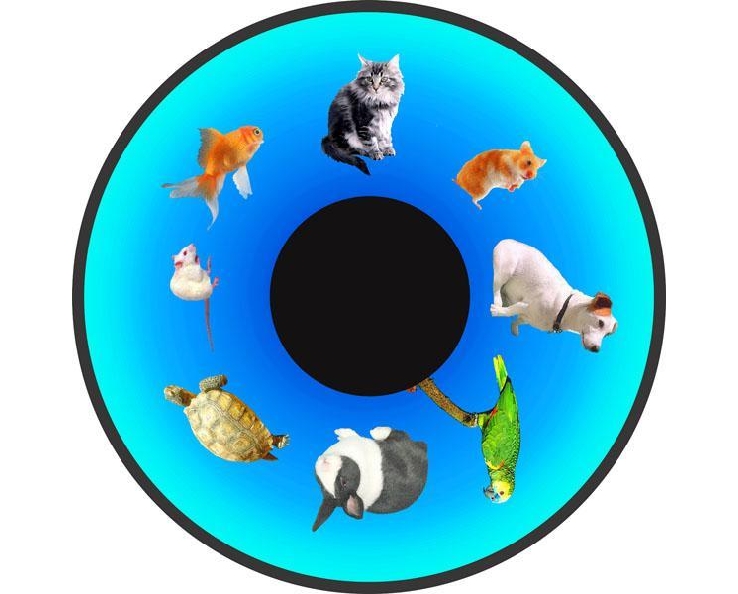 Disque - pour projecteur - thématique animaux domestiques - fixation magnétique - dimension disque : 6''