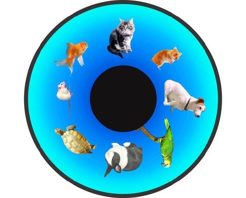 Disque - pour projecteur - thématique animaux domestiques - fixation magnétique - dimension disque : 6''