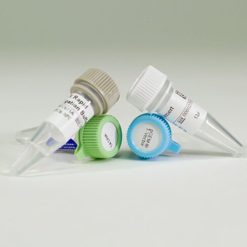 PGEM -T Vector System I 20 reactions