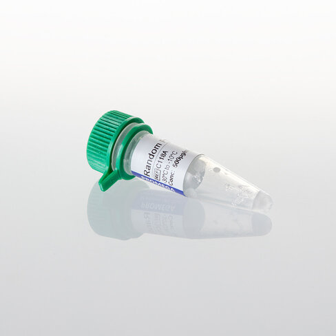 Random Primers 20 µg