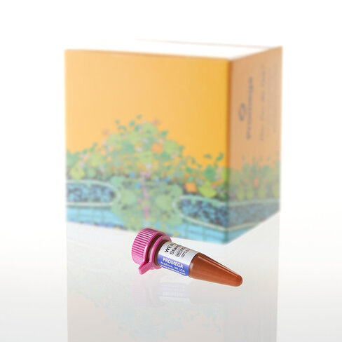 WEN Internal Lane Standard 500 ESS, 200 µ