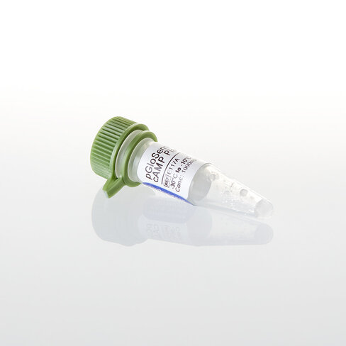 PGloSensor -20F cAMP Plasmid, 20 µg