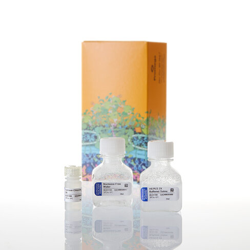 ProFection Mammalian Transfection Sys 40 reactions