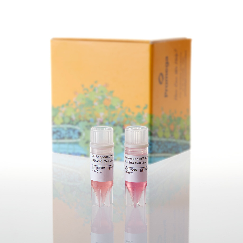 GloResponse NFAT-RE-luc2PHEK293 Cell Line 2 tube