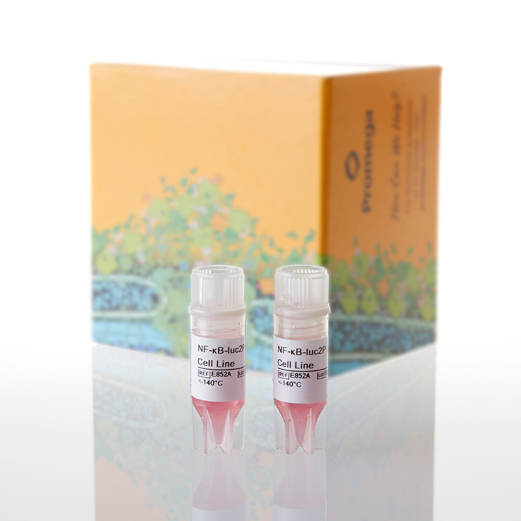 GloResponse NF-kB-RE-luc2P HEK293 Cell Line 2 tube
