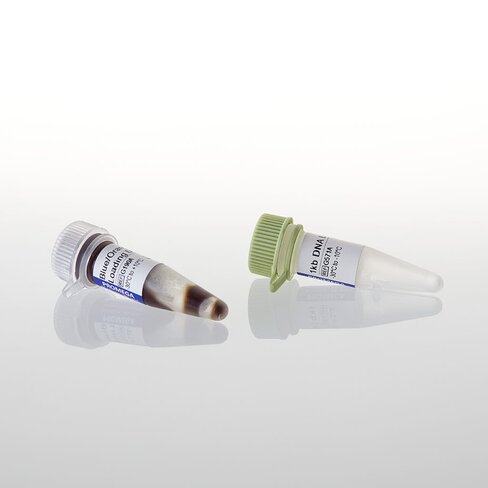 DNA Ladder 1kb 500ul (100 lanes) 500 µl