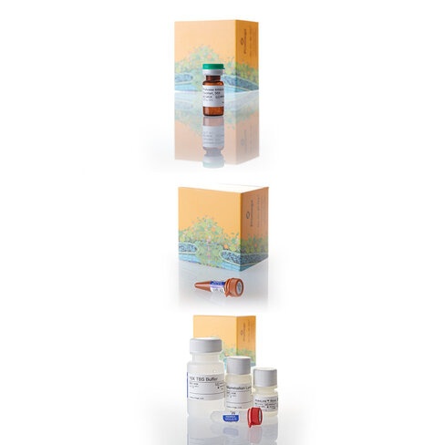 HaloTag Mammalian Pull-Down and Labeling System 24 réactions