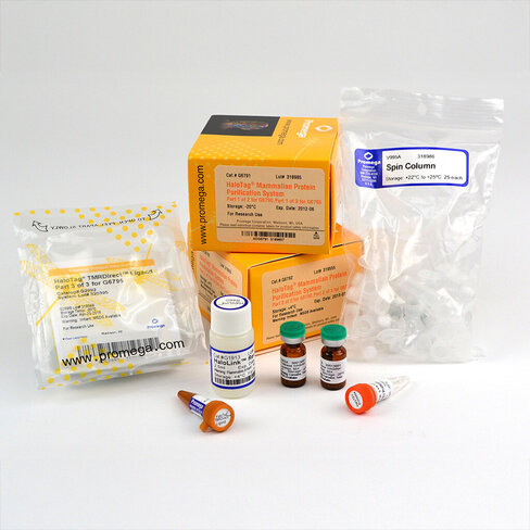 HaloTag Mammalian Protein Detection et Purification