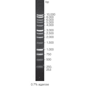 BenchTop 1kb DNA Ladder 600 µl