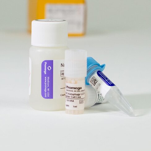 U2OS Autophagy LC3 HiBiT Cell System