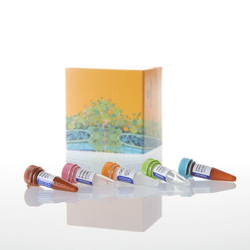 RealTime-Glo Annexin V Apo and Nec Asay 100tests 100 tests