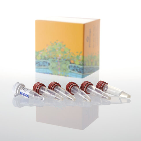 HB101 Competent Cells (5x 200µl) 1 ml