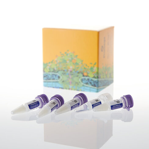 TNT SP6 HighYield Wheat Germ Protein Exp 4×300 1200 µl