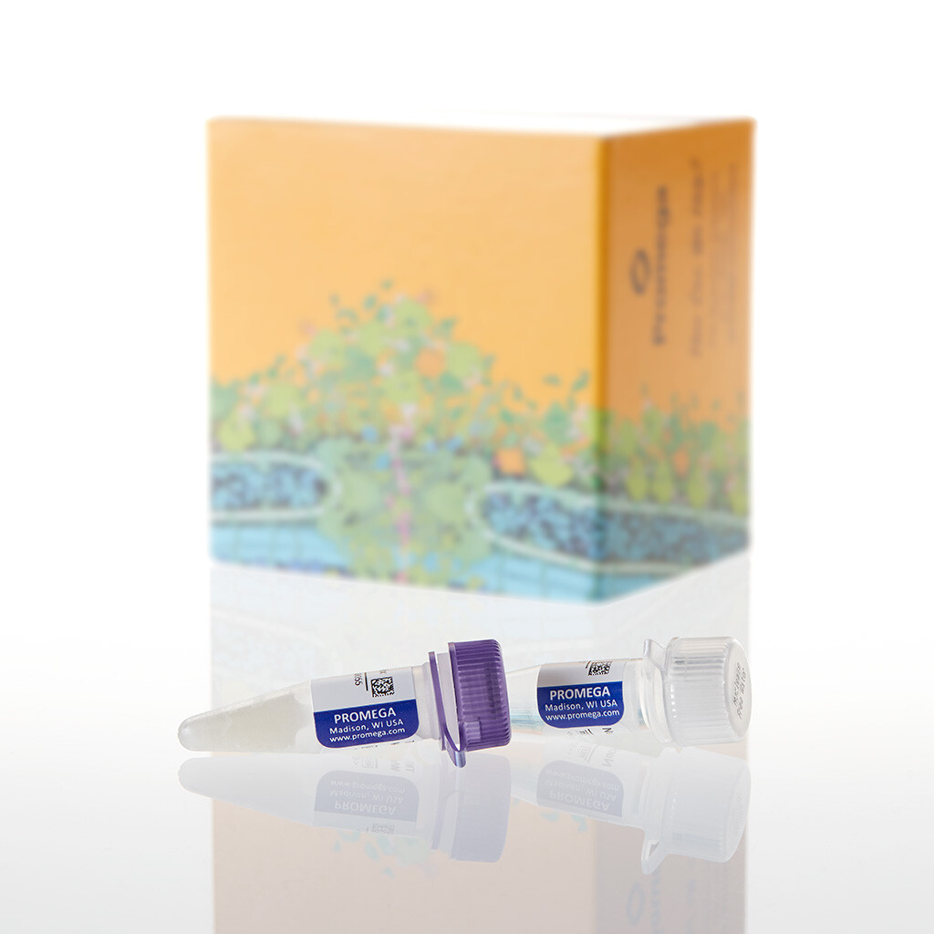 TNT SP6 HighYield Wheat Germ Protein Exp 1×300 300 µl