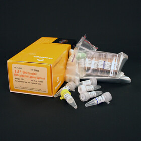 TNT SP6 Coupled Reticulocyte Lysate Sys 40 reactions