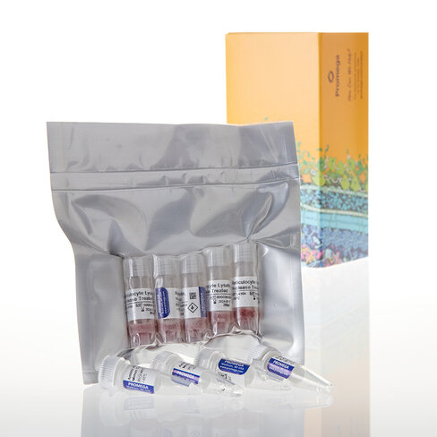 Rabbit Reticulocyte Lysate Sys Nuclease 1 reactions