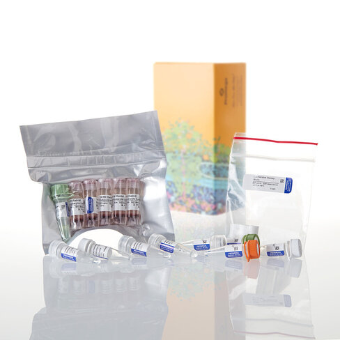 TNT T7/T3 Coupled Reticulocyte Lysate 40 reactions