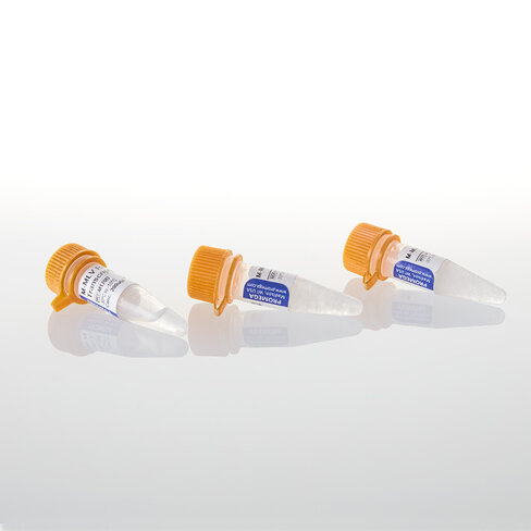 M-MLV Reverse Transcriptase 50,000u 50000u 50000 unités