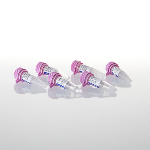 Exonuclease III 25,000u 25000u 25000 unités