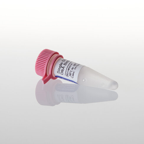 Single-Stranded DNA Binding Protein 100 µg