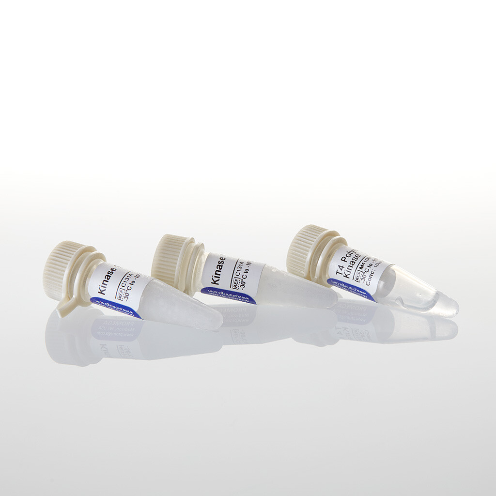 T4 Polynucleotide Kinase 1,000u 1000u 1000 unités