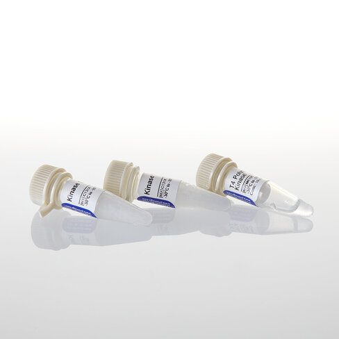 T4 Polynucleotide Kinase 1,000u 1000u 1000 unités