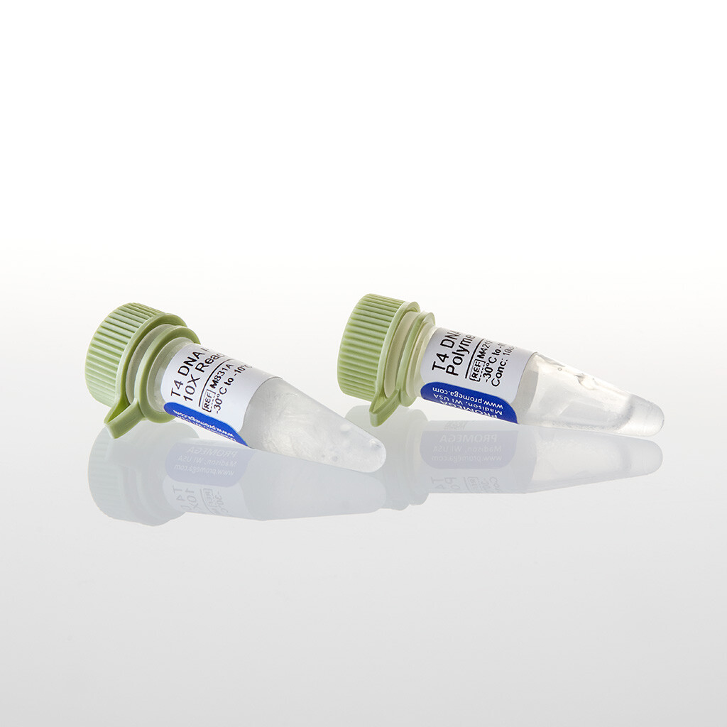 T4 DNA Polymerase 500u 500u 500 unités