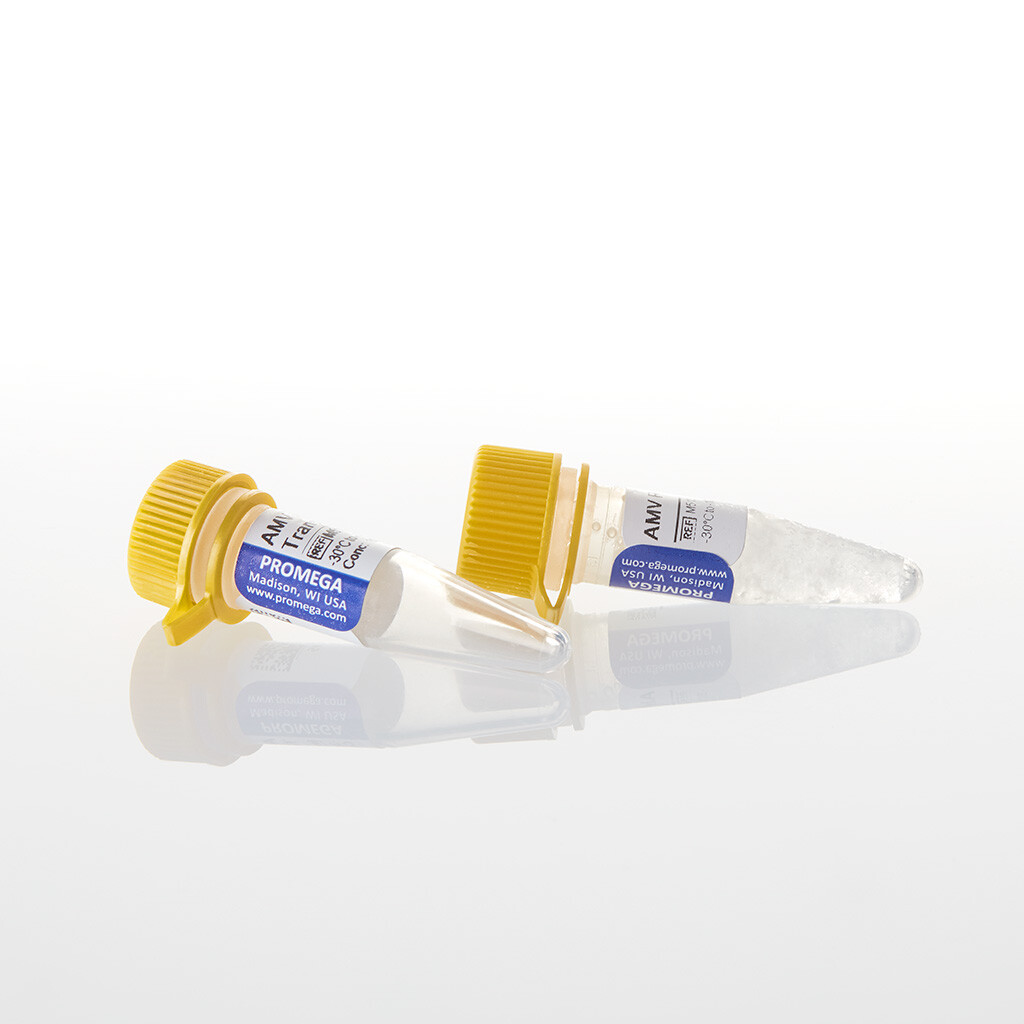 AMV Reverse Transcriptase 300u 300u 300 unités