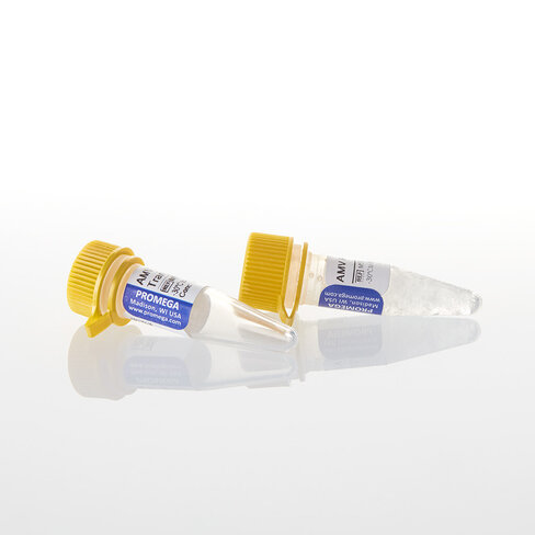 AMV Reverse Transcriptase 300u 300u 300 unités