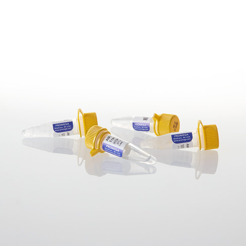 AMV Reverse Transcriptase 1,000u 1000u 1000 unités