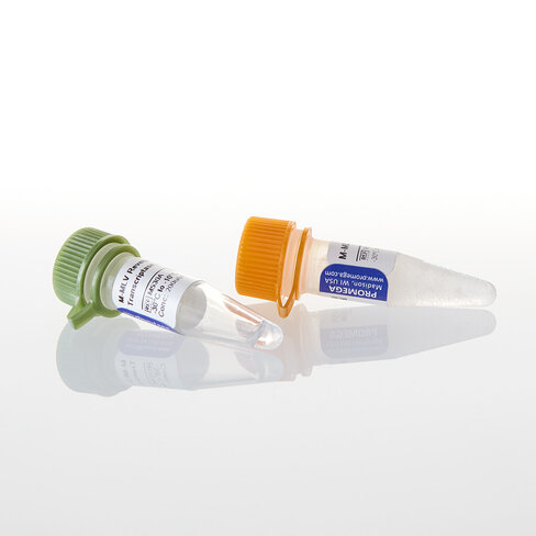 M-MLV Reverse Transcriptase RNase (H-) 10000u 10000 unités