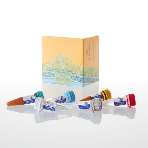 ISOQUANT Isoaspartate Detection Kit