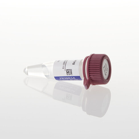 PFN31K NLuc CMV-neo Flexi Vector