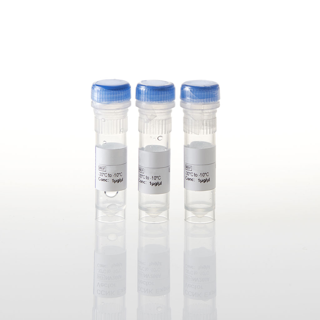 CCNE1 Expression Vector